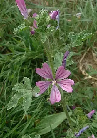 Description de cette image, également commentée ci-après