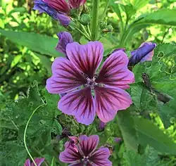 Malva sylvestris var. 'brave heart'