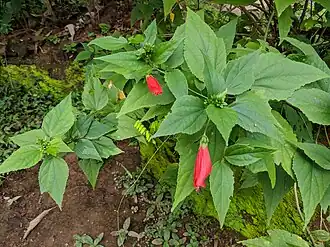 Description de cette image, également commentée ci-après