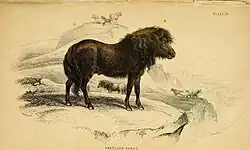 Représentation d'un poney marron aux airs de lion, vu de profil.