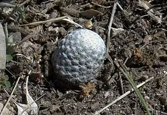 Description de l'image Mammillaria albiflora .jpg.