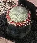 Spécimen de la sous-espèce Mammillaria albilanata oaxacana.
