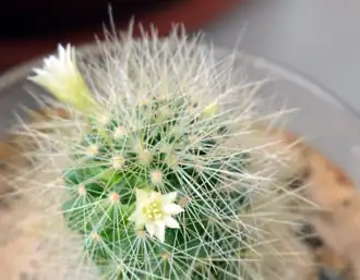 Description de l'image Mammillaria anniana.png.