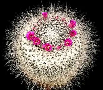 Description de l'image Mammillaria hahniana2 ies.jpg.