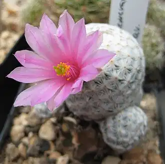 Description de l'image Mammillaria herrerae 02.jpg.