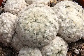 Description de l'image Mammillaria plumosa pm.jpg.