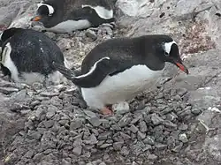 Manchot papou retournant son œuf sur son nid dans une rookerie (décembre 2016).