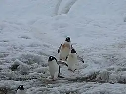 Manchots papous descendant d'un sentier pour aller se laver dans la mer.