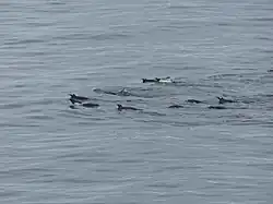 Manchots papous nageant en groupe. Les oiseaux nagent une sorte de brasse coulée et adoptent une formation triangulaire.
