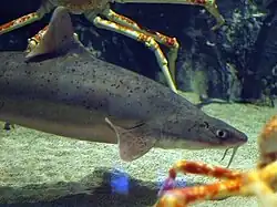 Cirrhigaleus barbifer