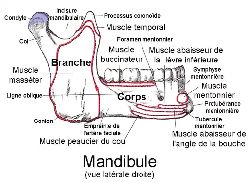 Mandibule vue de droite avec l'insertion du masséter.