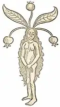 Livre I, chapitre 277. Mandragora femina