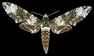 Avers du mâle (coll.MHNT)