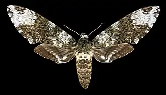 Avers de la femelle (coll.MHNT)