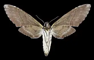 Revers de la femelle (coll.MHNT)