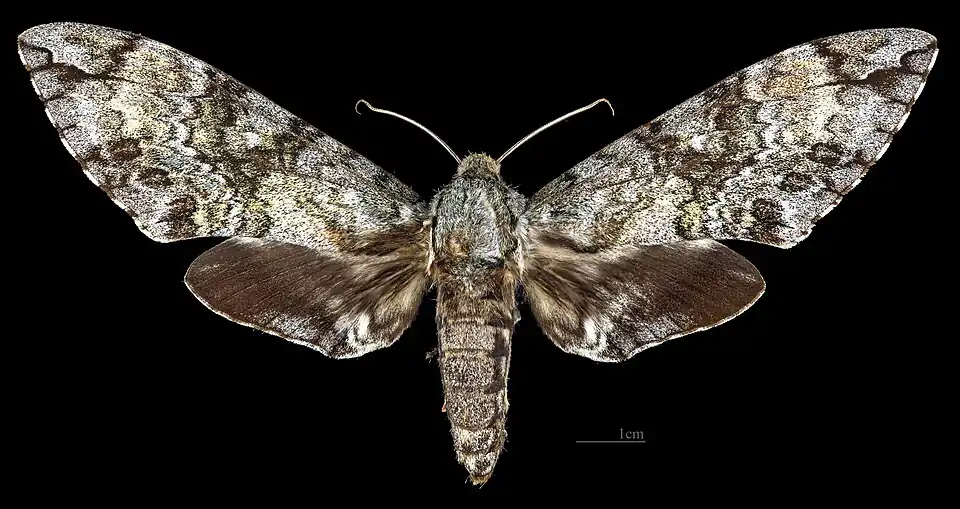 Avers de la femelle (coll.MHNT)