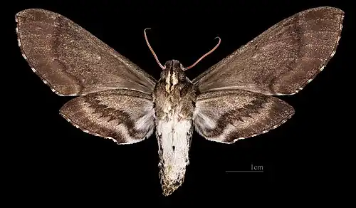 Revers de la femelle Coll. MHNT