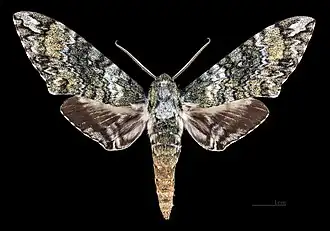 Description de cette image, également commentée ci-après