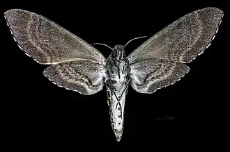 Revers de la femelle (coll.MHNT)