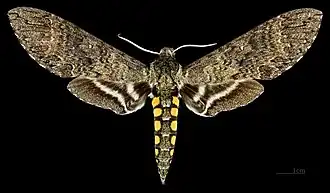 Description de cette image, également commentée ci-après