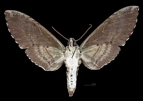 Revers de la femelle(coll.MHNT)