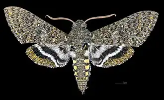 Description de cette image, également commentée ci-après