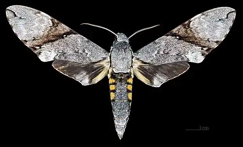 Face dorsale de la femelle (coll.MHNT)
