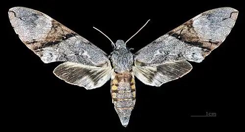 Manduca lefeburii bossardi Face drosale (coll.MHNT)