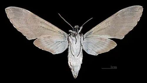 Manduca lefeburii bossardi Revers (coll.MHNT)