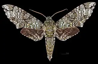 Description de cette image, également commentée ci-après