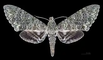 Face dorsale de la femelle (coll.MHNT)