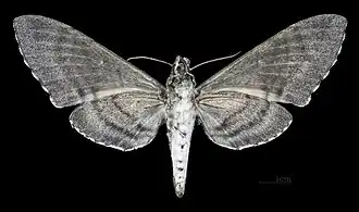 Revers de le femelle (coll.MHNT)