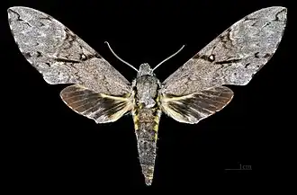 Description de cette image, également commentée ci-après