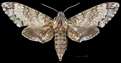 Manduca rustica calapagensis, face dorsale MHNT