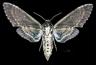 Manduca rustica harterti revers MHNT