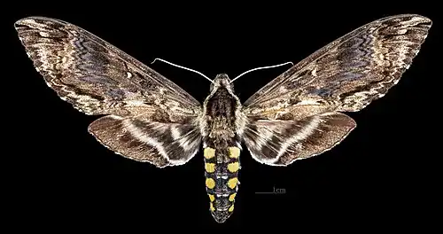 Femelle avers (Coll. MHNT)