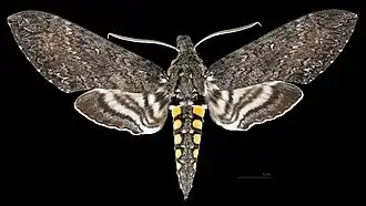 Manduca sexta paphus Face dorsale ♂