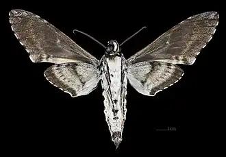 Description de cette image, également commentée ci-après