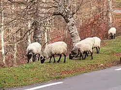 Photo couleur de cinq moutons à toison longue et blanc-crème. La tête est noire et porte des cornes enroulées autour de l'oreille.