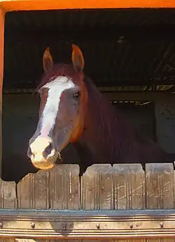 Tête d'un cheval roux et blanc vu de face.