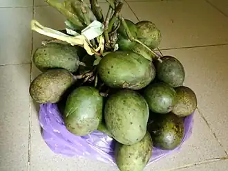 Description de l'image Mangifera lalijiwa (Kosterm.).jpg.