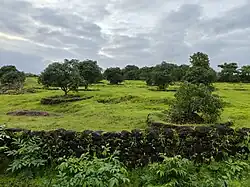 Un verger de manguiers du village de Devi Hasol, sur un plateau latéritique du Konkan. Le district de Ratnagiri forme un terroir célèbre pour ses mangues Alphonso.