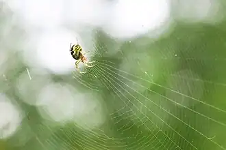 Jeune femelle dans sa toile