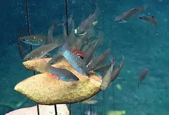 Description de l'image Mangrove Mollies (Poecilia orri) feeding on a leaf - Carwash Cenote QR 2020.jpg.
