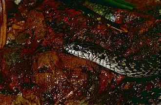 Description de l'image Mangrove Snake (Liophis cobellus) (10649904814).jpg.