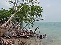 Mangroves au Belize.