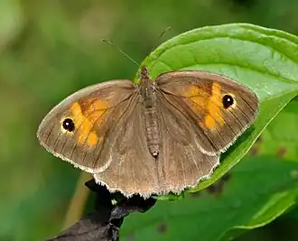 Dessus de la femelle.