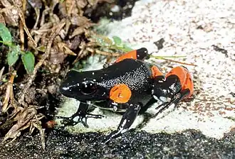 Description de l'image Mantella cowanii06.jpg.