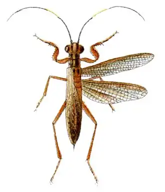 Description de l'image Mantoida nitida.jpg.