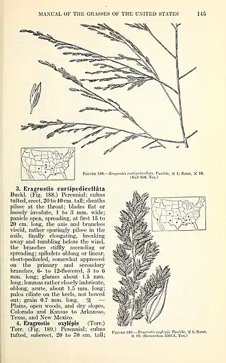 Description de l'image Manual of the grasses of the United States (Page 145) BHL42020784.jpg.